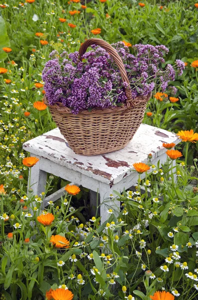 Origan fraîchement cueilli dans un panier en osier sur une chaise dans le jardin — Photo