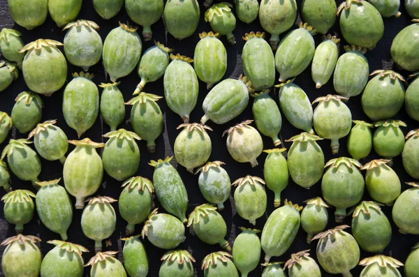 Close up van opium poppy heads — Stockfoto