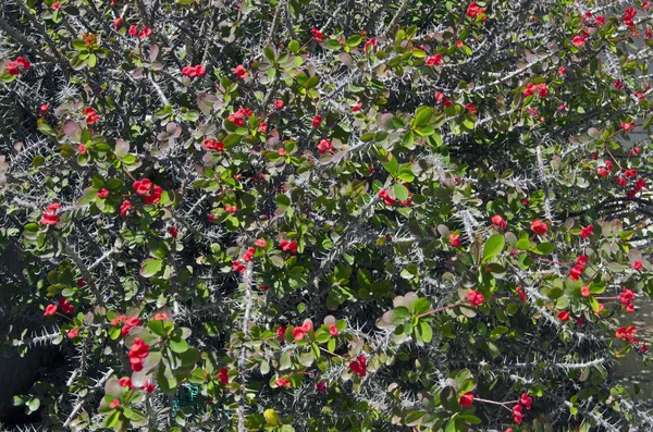 Achtergrond van bloeiende Euphorbia milii — Stockfoto