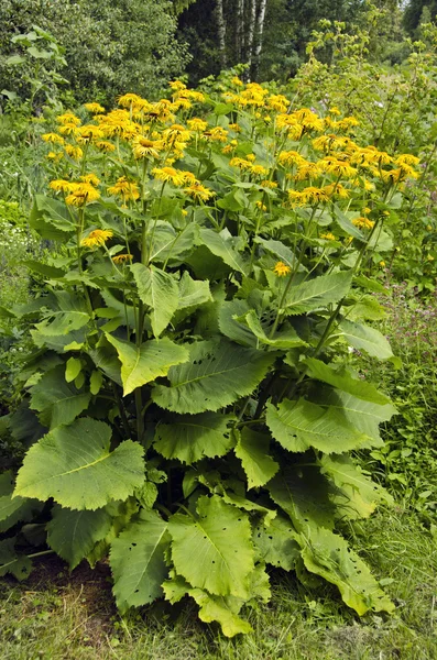 Çiçekli çalı Inula helenium