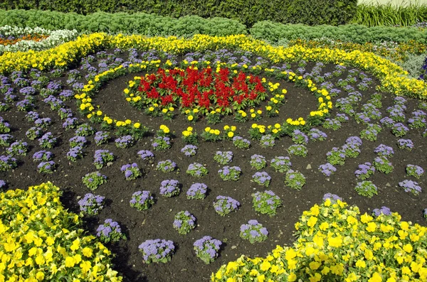 Freshly planted ornamental flowerbed — Stock Photo, Image