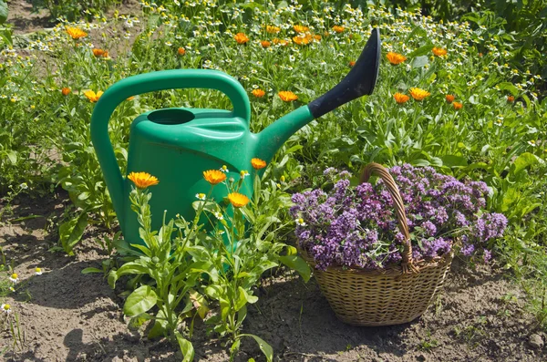 Långtidsvattnande kruka med en korg med nyplockade oregano — Stockfoto