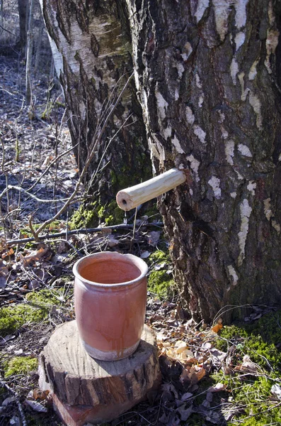 Coleta de seiva de bétula na primavera — Fotografia de Stock