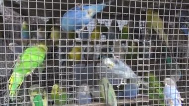 Budgerigars kafeste 
