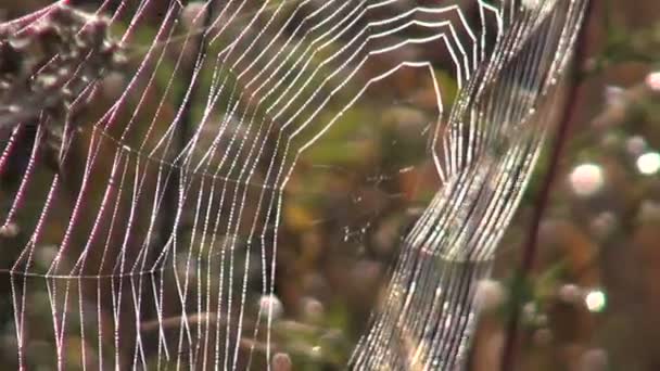 Teia de aranha no outono — Vídeo de Stock