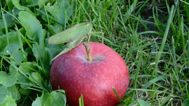 Verde saltamontes arrastrándose sobre la manzana roja madura — Vídeos de Stock