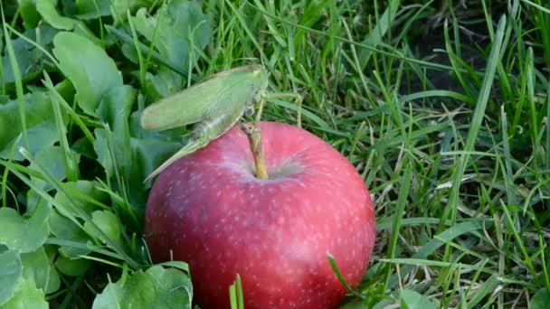 Zelená kobylka procházení na zralé červené jablko