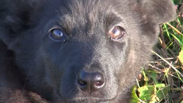 Perro negro en hierba — Vídeo de stock