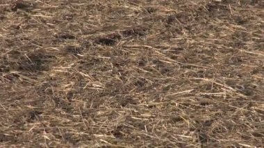 Saman ile taze sürülmüş alan