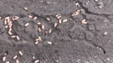 Lasius niger siyah Bahçe karınca yumurtalarını yeraltı taşıma