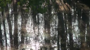 Huş ağacı orman yılında bahar sel