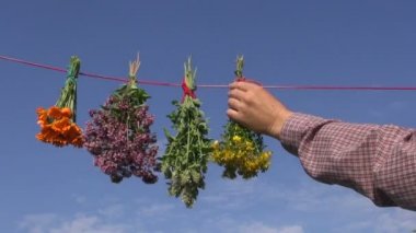 Çeşitli tıbbi sağlıklı otlar asılı adam herbalist demet