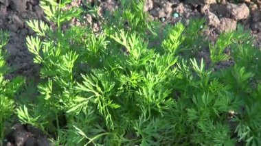 Taze havuç sebze bahçesinde ayıklayacaktır