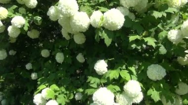 Güzel kartopu bush güneşli günde çiçekli