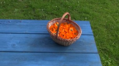 Kurutma için hazırlanan taze çekilmiş calendula