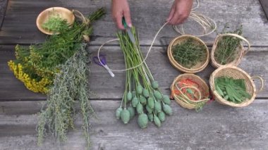 Bahçıvan herbalist haşhaş grup diğer tıbbi bitkiler arasında bağlama