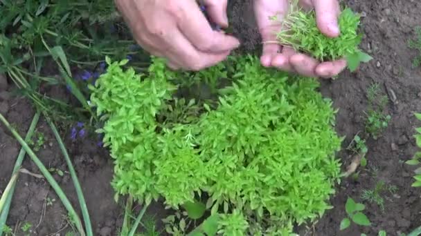 Homme cueillant du basilic frais — Video