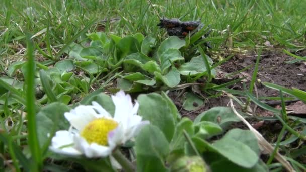 Sapo de barriga de fogo europeu Bombina bombina na grama na primavera — Vídeo de Stock