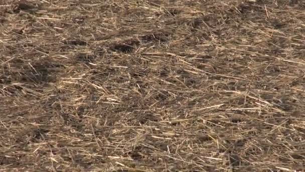 Свежевспаханное поле с сеном — стоковое видео