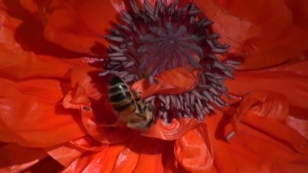 Abeja recogiendo polen de amapola oriental en el día soleado — Vídeos de Stock