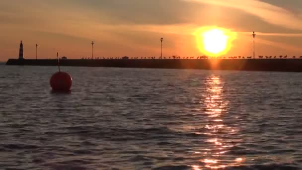 Matin dans le port de mer avec des oiseaux et bouée orange — Video