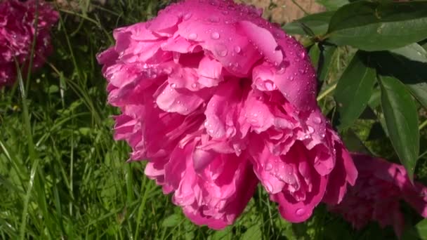 Fleur de pivoine rose fleurir au soleil du matin avec des gouttelettes d'eau — Video