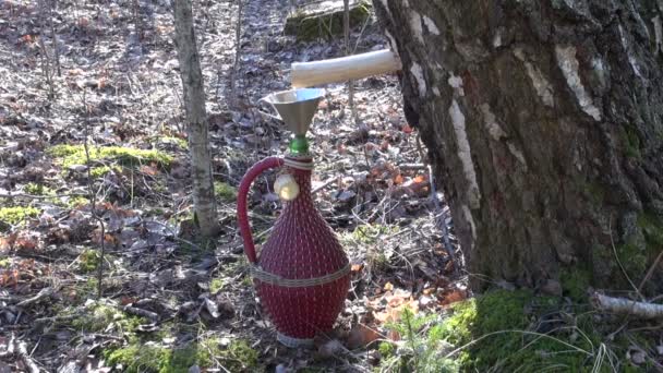 Birch tree sap dripping in a decorative jug through wooden peg — Stock Video
