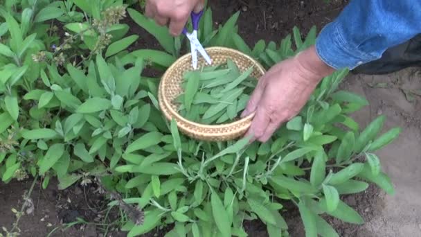 Садовник травяной собирает свежие листья сальвии в плетеную корзину — стоковое видео