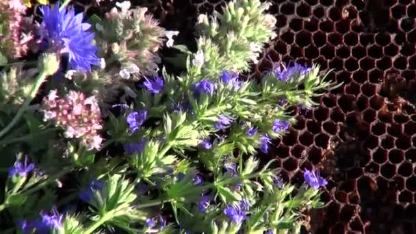 Diverses herbes médicinales placées sur nid d'abeille — Video