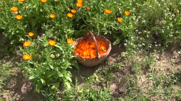 Freshly collected calendula marigold blossoms in wicker basket — Stock Video