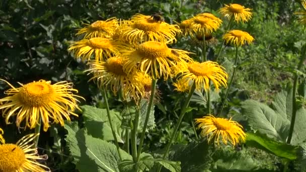 Abejorro recogiendo polen de amarillo Caballo-sanar flores de cristal eléctrico — Vídeos de Stock