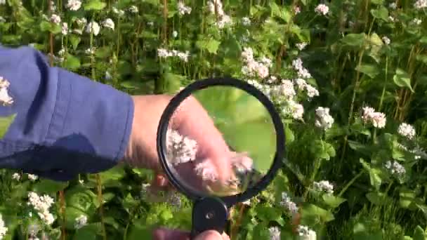 Farmer agronomist  looking at buckwheat  with magnifying glass — Stock Video