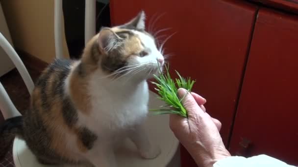 Seniorin Großmutter füttert Katze mit frischem grünen Gras — Stockvideo