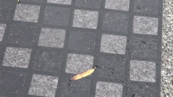 Outdoors chess board table with chairs and fallen leaves in park — Stock Video