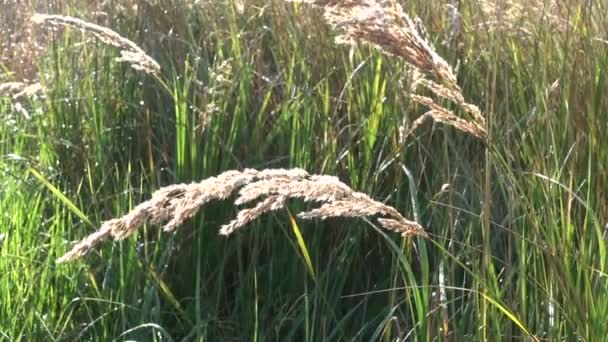 Wiesen wehen im Wind an sonnigen Herbsttagen — Stockvideo