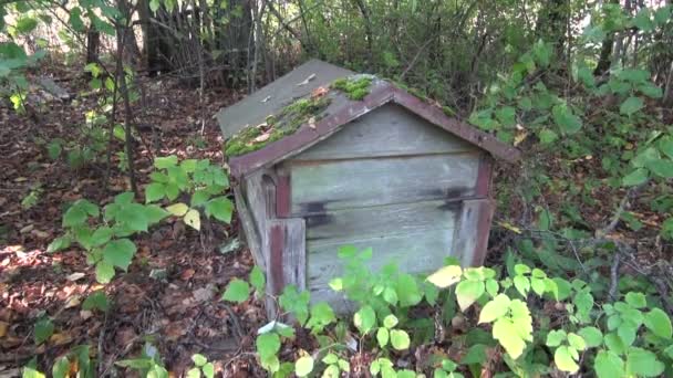 Colmeia velha no jardim abandonado — Vídeo de Stock