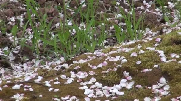 Pétalas de flor de árvore de maçã no chão no jardim — Vídeo de Stock