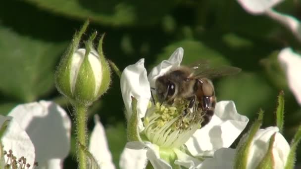 Flowering blackberry with bee — Stock Video