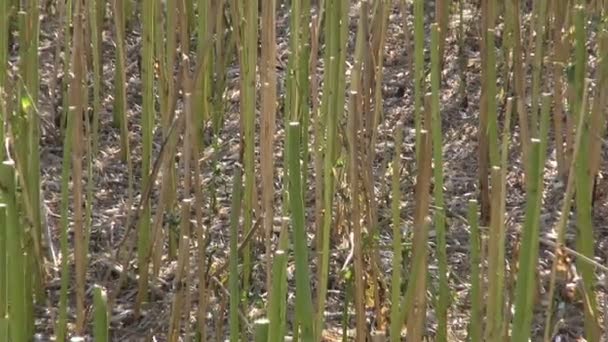 Recém-cortado campo de plantas de colza no final do verão — Vídeo de Stock