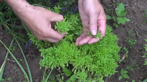 Jardinero recogiendo ramas de albahaca fresca en el jardín de hierbas — Vídeo de stock