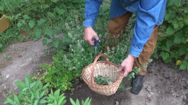 Jardineiro coletando bálsamo de hortelã fresca no jardim de ervas — Vídeo de Stock