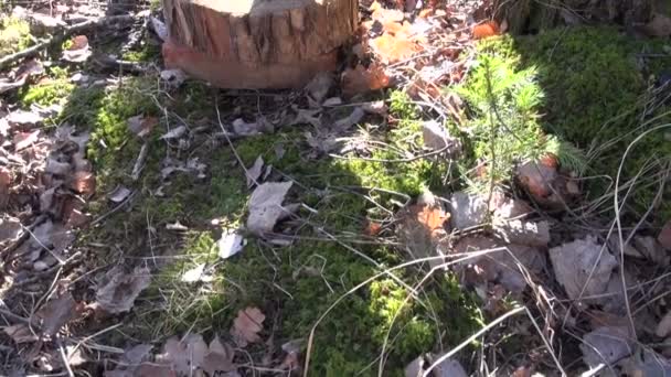 Sève de bouleau goutte à goutte dans une cruche décorative — Video