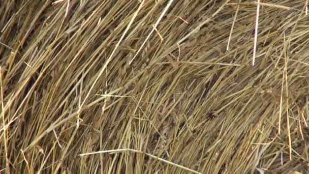 Industriële hooibergen in weide op zonnige, winderige dag — Stockvideo