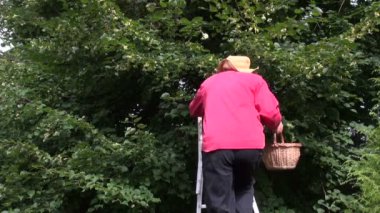 Ihlamur ağacı çiçeği almak için merdiven tırmanma içinde adam herbalist