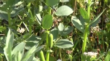 Çiçekli bakla alan