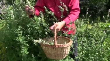 taze Melisa nane limon balm ot toplama bahçıvan