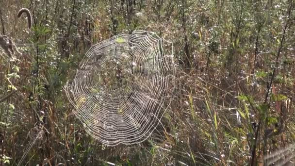 Toile d'araignée dans l'herbe le matin ensoleillé avec rosée — Video
