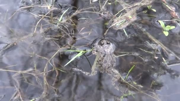 Sapo de vientre de fuego europeo (Bombina bombina) en primavera — Vídeos de Stock