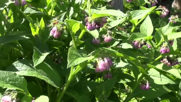 Flowering sunlit medical herb comfrey in meadow — Stock Video