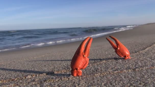 Európai folyami rákot harapófogó a homok a tengerparton — Stock videók